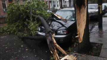 Un árbol, derribado por Sandy, cae sobre un automóvil en una calle de Hoboken, estado de Nueva Jersey (EEUU).