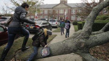 Un árbol caído se ve frenta a la Escuela Pública 195, en el vecindario de Manhattan Beach en Brooklyn.