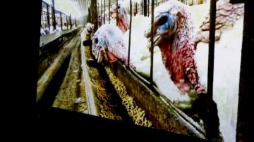 La fundación "Mercy For Animals" investigó a cinco granjas en Carolina del Norte por maltrato a los pavos.