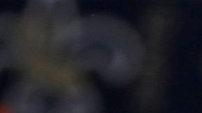 Kaepernick saldrá como titular contra San Luis, en sustitución del lesionado Smith.