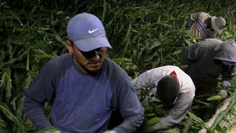 A pesar de las elevadas tasas de desempleo, los agricultores enfrentan una grave escasez de mano de obra.