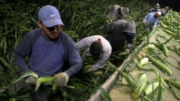 A pesar de las elevadas tasas de desempleo, los agricultores enfrentan una grave escasez de mano de obra.