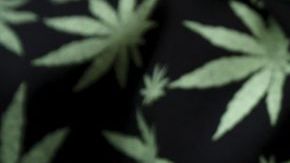 Las pruebas para detectar el consumo de maría no arrojan resultados tan concluyentes como las de alcoholemia, lo que supone un problema a la hora de usarlos como prueba.