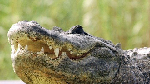 Se ha visto a los caimanes cerca de las escuelas y arrastrándose por patios inundados por las lluvias, causando pánico y curiosidad al mismo tiempo.