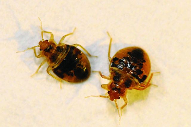 Bed bugs: how to recognize an infestation
