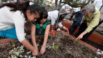 Estudiantes plantan verduras y hierbas en el jardín de la escuela primaria Loreto Street, en Los Ángeles, reconocida por promover la nutrición y la actividad física.
