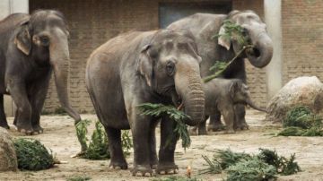 Varios elefantes comen árboles de Navidad en el zoo Tierpark de Berlín (Alemania).