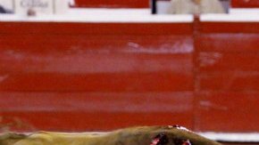 El diestro español Julián López "El Juli" recibió el alta médida, tras sufrir un accidente vial