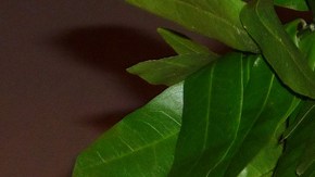 El poeta laureado Alejandro Murguía saluda a sus lectores en la Biblioteca Pública de San francisco.