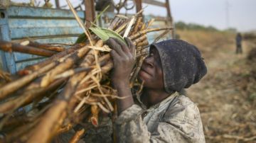 Un niño maliense carga caña cortada y la deposita en un camión, en una plantación a las afueras de Niono.