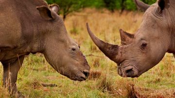 Los chinos formaban parte de una red de tráfico ilegal de cuernos de rinoceronte desde Estados Unidos hasta China.
