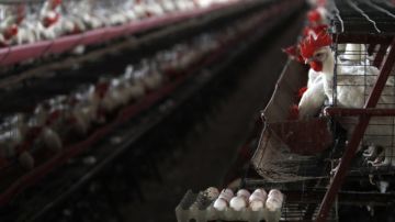 Las autoridades mexicanas han sacrificado 2.1 millones de aves  por el brote de gripe aviar que se ha extendido a 18 granjas   de Guanajuato.