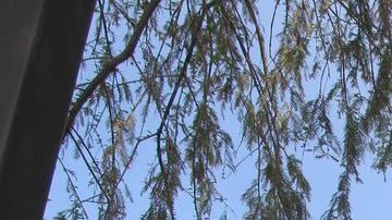 El nuevo centro en Houston albergará personas borrachas detenidas en la calle (no conductores) en  vez de llevarlos a la cárcel, mientras se les pasa la borrachera.