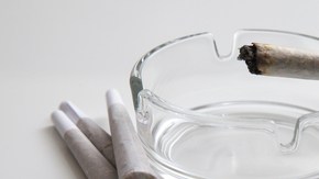 Cáncer, escleorosis múltiple y VIH se encuentran entre los padecimientos que podrían atenderse con el uso de la planta.