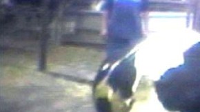 Imagen de video de una vaca batallando por mantenerse de pie mientras es empujada por un montacargas hacia el matadero. El hecho ocurrió en Hallmark Meat Packing de Chino.