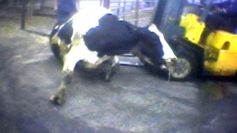 Imagen de video de una vaca batallando por mantenerse de pie mientras es empujada por un montacargas hacia el matadero. El hecho ocurrió en Hallmark Meat Packing de Chino.