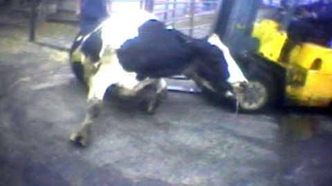 Imagen de video de una vaca batallando por mantenerse de pie mientras es empujada por un montacargas hacia el matadero. El hecho ocurrió en Hallmark Meat Packing de Chino.