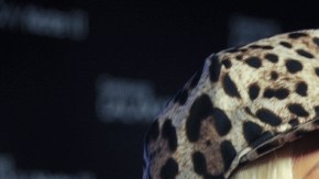 Christina Aguilera está al pendiente de Shakira.