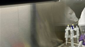 Se desconoce si el virus Guanarito, de origen venezolano, pudiera constituir un riesgo para la salud pública, porque no se sabe que se transmita de persona a persona, informó el UTMB.