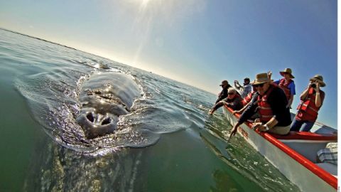 Observar a una ballena de cerca es una experiencia inolvidable.