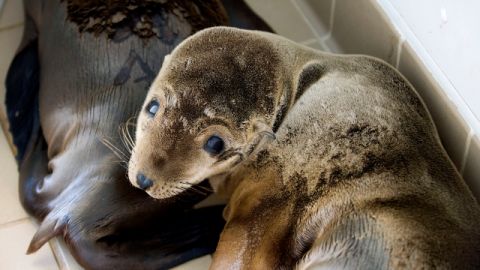 Cientos de leones marinos cachorros están llegando hasta las playas del estado. La mayoría están desnutridos.