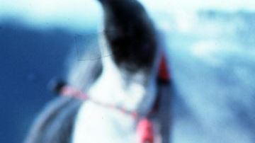 El intérprete realiza una gira con su nuevo material que cuenta con la colaboración de su padre Joan Sebastian.