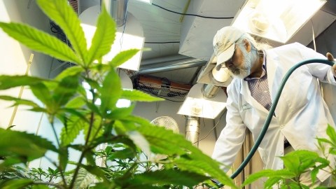 La percepción de que el consumo de marihuana está "moralmente mal" ha caído notablemente.