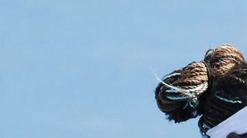 El equipo estadounidense de la Copa Federación se blinda con las hermanas Williams.