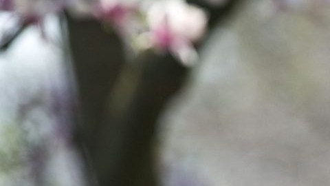 El Presidente explicó este miércoles su plan presupuestal.