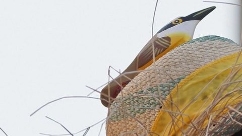 Nicolás Maduro luciendo el sombrero de paja con un pájaro en la corona.