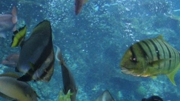 La fiesta en el Aquarium of the Pacific incluye danzas folclóricas de  México.