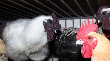 Hasta 120 personas han sido afectadas con el virus aviar, el "más letal" para la OMS