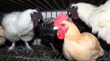 Hasta 120 personas han sido afectadas con el virus aviar, el "más letal" para la OMS