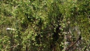 Obama a bordo de 'la bestia' en su camino al aeropuerto del DF.