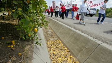 Varios limones podridos se ven en la imagen mientras se realizaba una protesta contra las redadas en Santa Paula en julio de 2004.