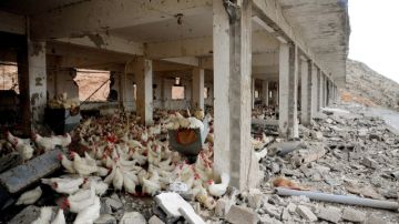 Un edificio de una empresa criadora de pollos sufrió las consecuencias de  un ataque en una zona rural de Damasco, Siria.