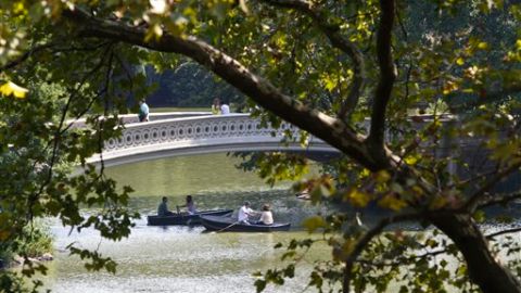 El pez cabeza de serpiente come de todo, vive días fuera del agua y habita el lago de Central Park