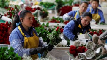 Trabajadoras colombianas empacan rosas en ese país para que sean enviadas a los Estados Unidos, siendo una de sus principales productos de exportación.