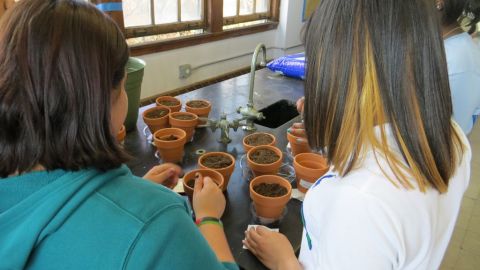 El programa de horticultora se realiza en jardines comunitarios de Brooklyn.