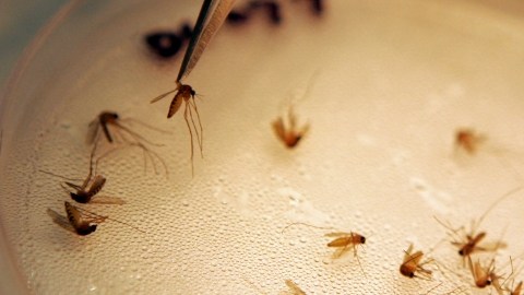 Varios mosquitos son ordenados según su especie y  género para ser examinados en un laboratorio de Dallas, Texas.