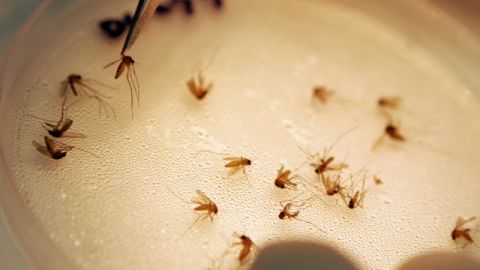Varios mosquitos son ordenados según su especie y  género para ser examinados en un laboratorio de Dallas, Texas.