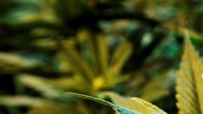 Colorado ha creado una regulación del uso recreativo de la marihuana que incluye un nuevo límite de marihuana para la conducción de vehículos.