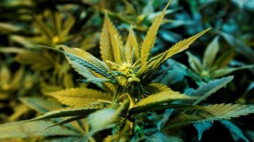 Colorado ha creado una regulación del uso recreativo de la marihuana que incluye un nuevo límite de marihuana para la conducción de vehículos.