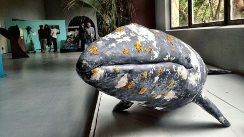 Modelo a escala de la ballena gris en la exposición 'Travesía', instalada en el Zoológico de San Francisco.