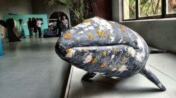 Modelo a escala de la ballena gris en la exposición 'Travesía', instalada en el Zoológico de San Francisco.