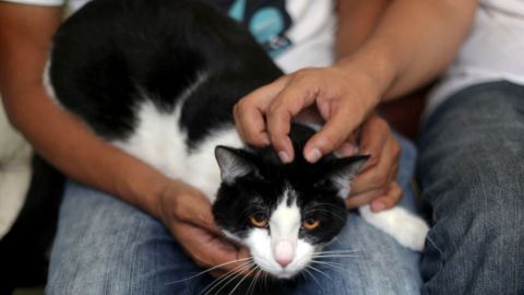 Morris uno de los más populares tiene una página de internet, una cuenta de Twitter y una página de Facebook con más de 115,000 seguidores.