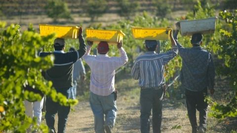 El de los hispanos es el segmento de granjeros de mayor crecimiento, de acuerdo con el Departamento de Agricultura.