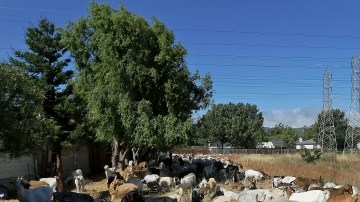 Las cabras en el Aeropuerto Internacional de San Francisco se dedican a devorar la maleza  y así despejan el área. Esta es la vista que tienen los pasajeros cuando los aviones despegan.