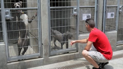 Con la campaña 'Los Ángeles no mata', se ha logrado elevar el volumen de adopciones de mascotas y ofrecer más castraciones en barrios marginado.