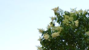 Entérese de cosas que están pasando en el suburbio de Elgin.